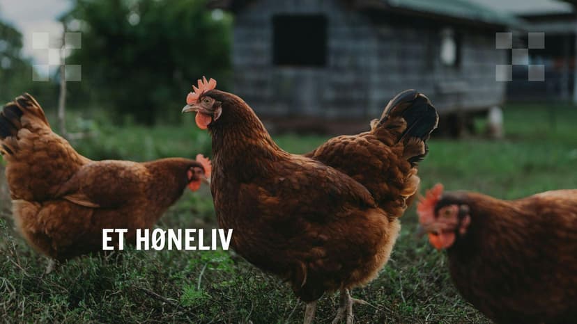 Et høneliv
